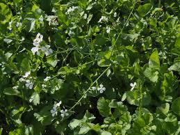 Image result for Raphanus sativus ssp. Oleiformes