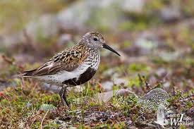 Attēlu rezultāti vaicājumam “Calidris alpina”