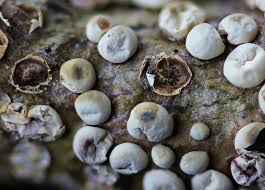 Attēlu rezultāti vaicājumam “Diderma deplanatum spores”