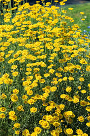 Image result for Färberkamille