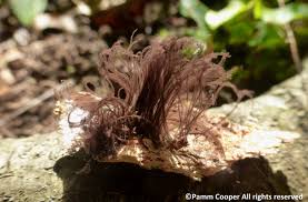 Attēlu rezultāti vaicājumam “Trichia scabra spores”