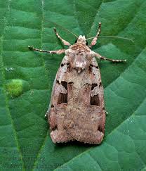 Attēlu rezultāti vaicājumam “Xestia triangulum”