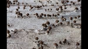 Attēlu rezultāti vaicājumam “Phleogena faginea”