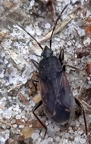 Attēlu rezultāti vaicājumam “Eremocoris plebejus”