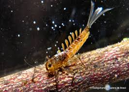 Attēlu rezultāti vaicājumam “Ephemeroptera larvae”