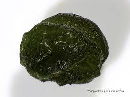 Attēlu rezultāti vaicājumam “Nostoc commune macro”