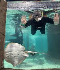 Image result for Seaquest Divers