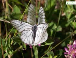Attēlu rezultāti vaicājumam “Aporia crataegi male”