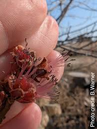 Attēlu rezultāti vaicājumam “Acer saccharinum flower”