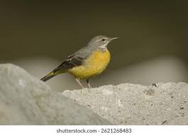 Attēlu rezultāti vaicājumam “Motacilla cinerea”