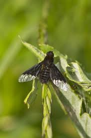 Attēlu rezultāti vaicājumam “Hemipenthes morio”