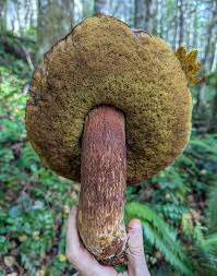 Attēlu rezultāti vaicājumam “Lycogala botrydium young”