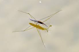 Attēlu rezultāti vaicājumam “Gerridae imago”