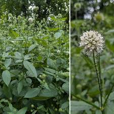 Image result for Dipsacus pilosus
