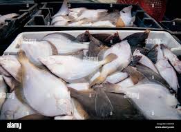 Image result for Myzopsetta ferruginea