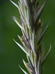 Attēlu rezultāti vaicājumam “Elytrigia repens”