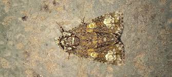 Attēlu rezultāti vaicājumam “Craniophora ligustri imago”