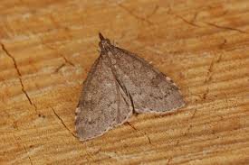 Attēlu rezultāti vaicājumam “Udea prunalis”