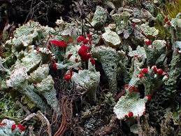 Attēlu rezultāti vaicājumam “Cladonia coccifera”