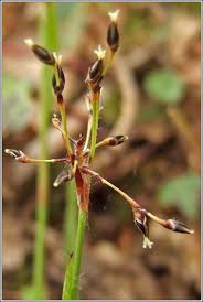 Attēlu rezultāti vaicājumam “Luzula pilosa bud”