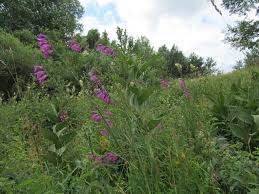 Attēlu rezultāti vaicājumam “Gladiolus imbricatus bud”