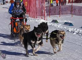 Image result for Team Ice Fire British Sled Dog Racing Team