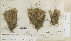 Attēlu rezultāti vaicājumam “Pohlia sphagnicola”