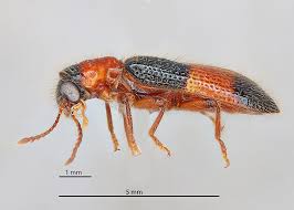 Attēlu rezultāti vaicājumam “Cleridae”