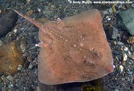 Image result for Amblyraja radiata