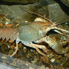 Attēlu rezultāti vaicājumam “Astacus leptodactylus”