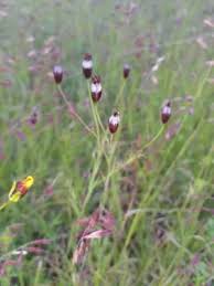 Attēlu rezultāti vaicājumam “Linaria loeselii bud”