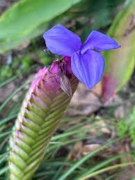 Image result for tillandsia umbellata