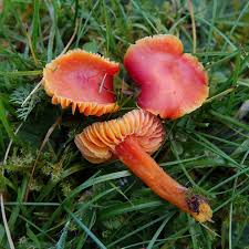 Attēlu rezultāti vaicājumam “Flaviporus citrinellus”