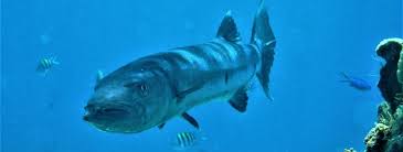 Image result for Dive Barracuda