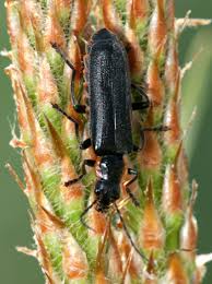 Attēlu rezultāti vaicājumam “Cantharis obscura”