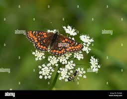 Attēlu rezultāti vaicājumam “Euphydryas maturna pupa”