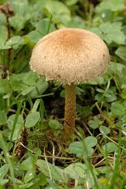 Attēlu rezultāti vaicājumam “Psathyrella lacrymabunda”