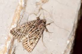 Attēlu rezultāti vaicājumam “Tholera decimalis”