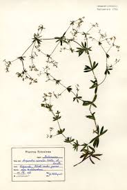 Attēlu rezultāti vaicājumam “Galium rivale”