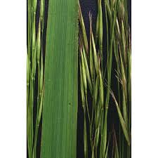 Attēlu rezultāti vaicājumam “Bromopsis benekenii”