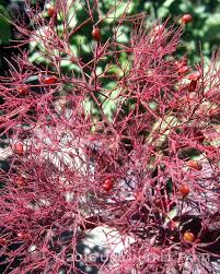 Attēlu rezultāti vaicājumam “Cotinus coggygria”