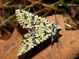 Attēlu rezultāti vaicājumam “Griposia aprilina”