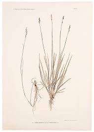 Attēlu rezultāti vaicājumam “Danthonia decumbens”