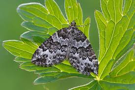 Attēlu rezultāti vaicājumam “Electrophaes corylata”