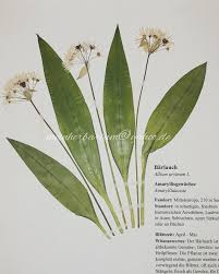 Image result for Bärlauch