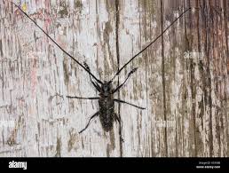 Attēlu rezultāti vaicājumam “Monochamus urussovi”