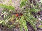 The Cycad Society, Inc. - Illustrated Glossary of Cycad Terms