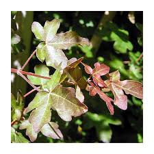 Attēlu rezultāti vaicājumam “Acer campestre”