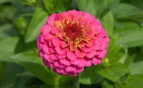 Image result for life flower