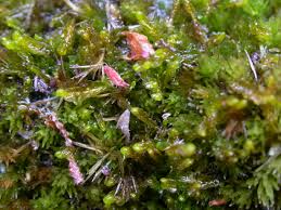 Attēlu rezultāti vaicājumam “Odontoschisma sphagni”